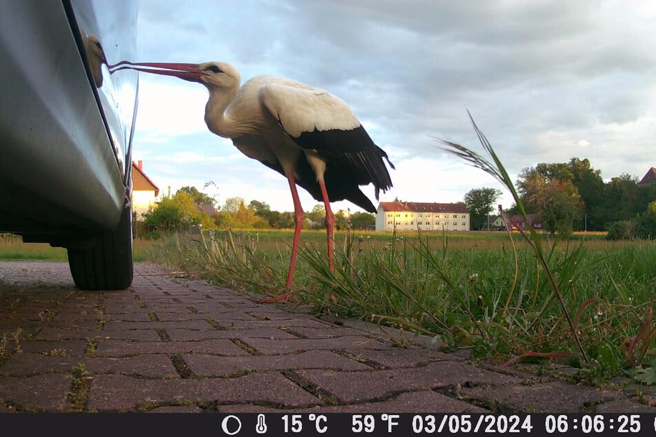 Ein Storch hackt gegen ein Auto, weil er im Lack sein Spiegelbild sieht, das er für einen Konkurrenten hält.