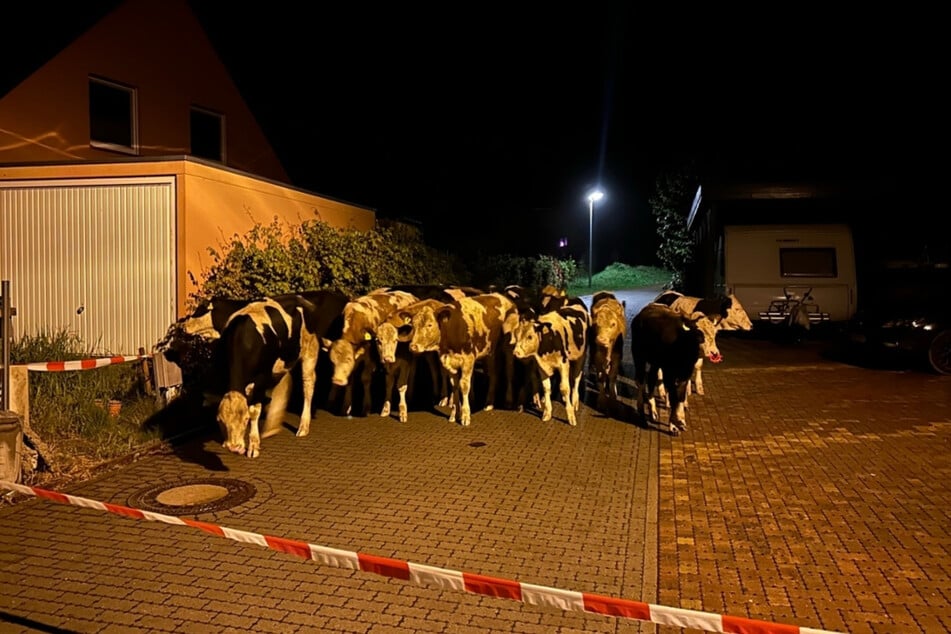 In der Nacht zum Freitag beschädigte diese Kühe gleich drei Autos.