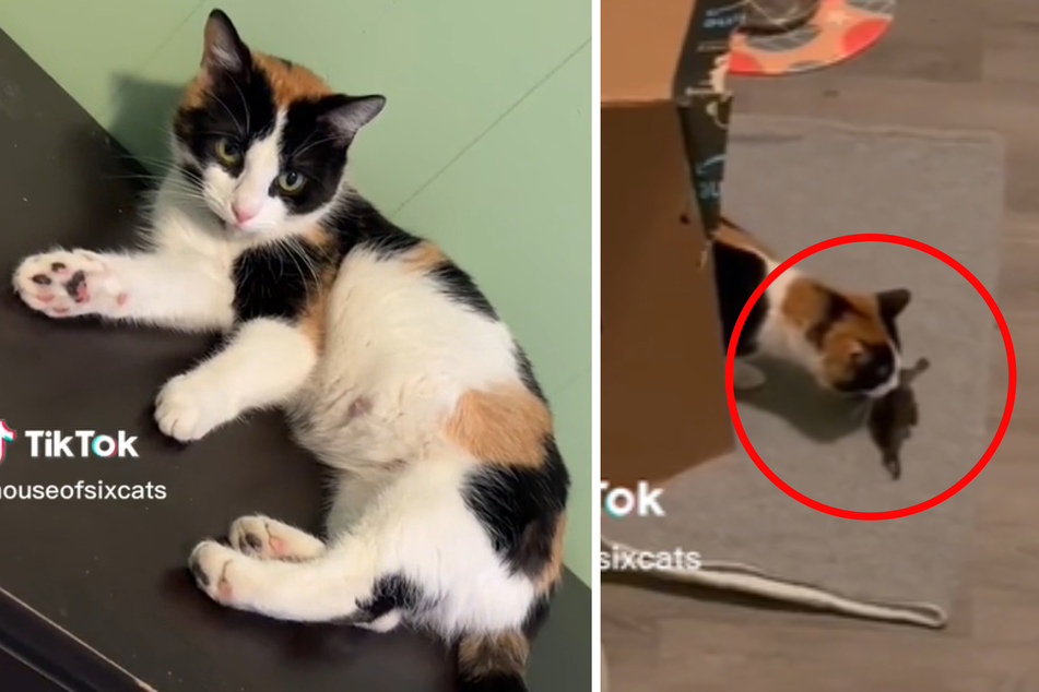 Frau adoptiert verwaistes Katzenbaby: Was ihre Katze dann tut, macht die Besitzerin stolz