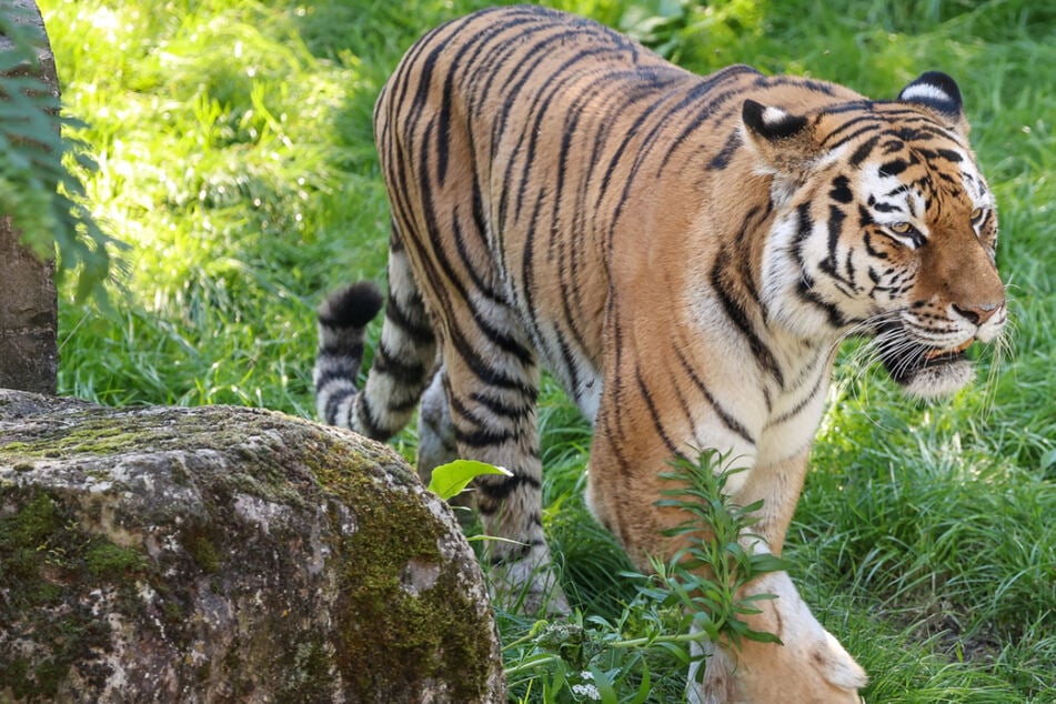 Bedrohtes Tiger-Paar will sich nicht fortpflanzen: Pfleger machen kurzen Prozess