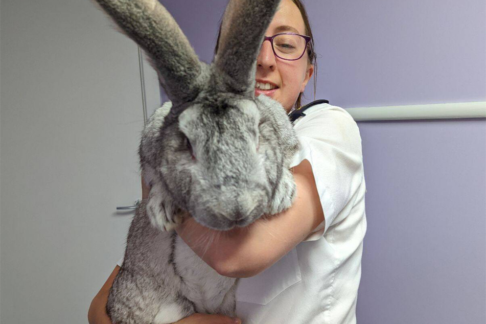 The Flemish giant rabbit is considered the biggest rabbit breed in the world.