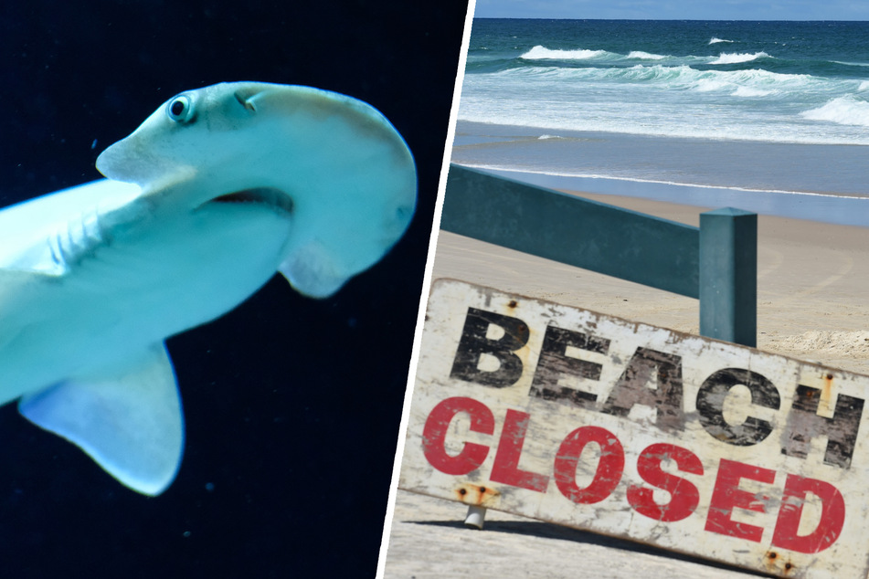 Hammerhai-Alarm in Sydney: Beliebter Strand gesperrt!