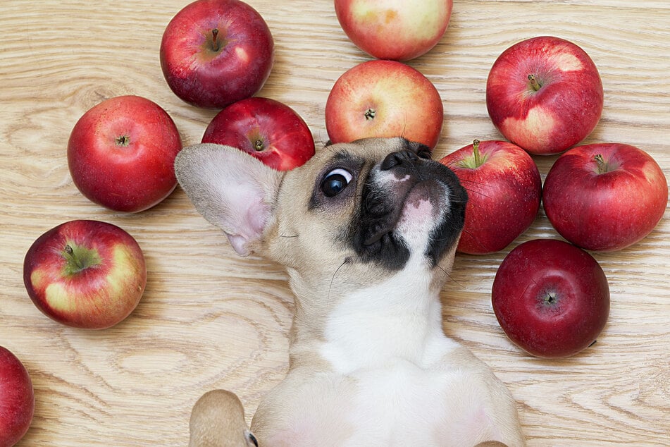 Äpfel können Hunden bei leichten Beschwerden gut helfen.