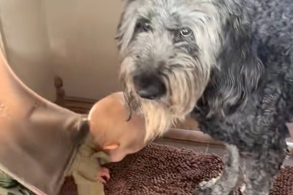 Stance geht auf Nummer sicher, wartet ab, bis das kleine Mädchen sicher zurück im Haus ist.