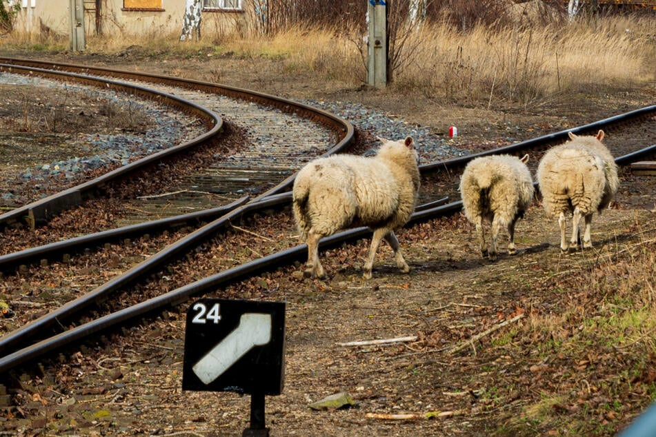 Alarm bei der Bahn: Verirrtes Schaf spaziert über Zugschienen