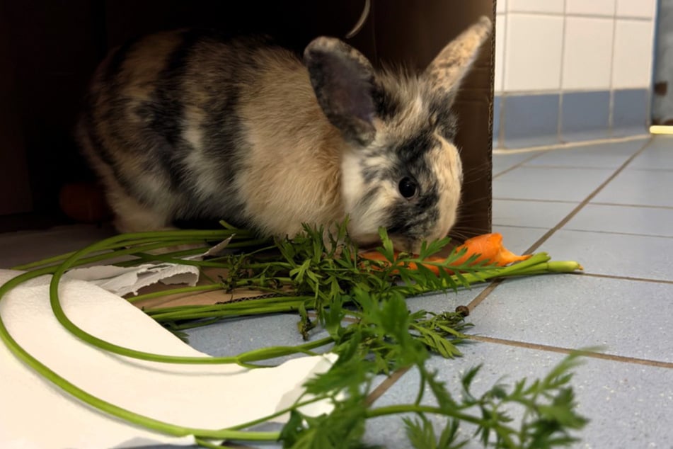 Das gefundene Kaninchen wurde zunächst zum Polizeihauptrevier Güstrow gebracht.