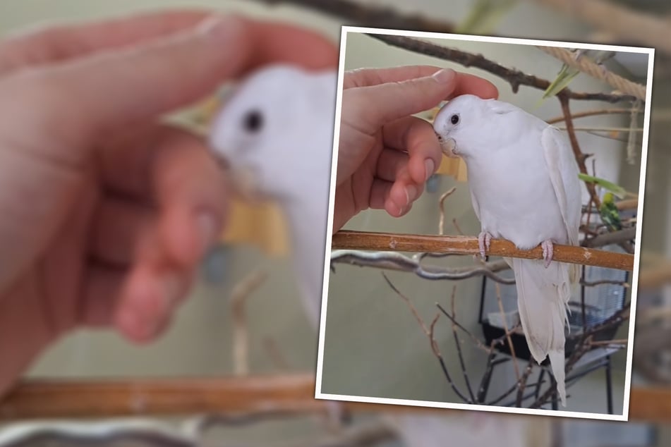 Das Ergebnis von "Fehlprägung" und Tierquälerei: Zahmer Nymphensittich sucht neues Zuhause