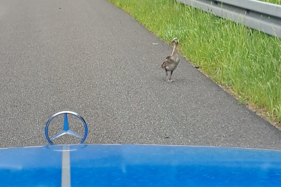 Eine der Gänse spaziert vor dem Polizeiauto herum.