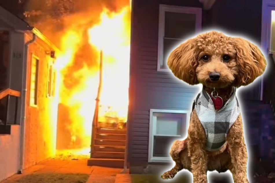Pequeño perro, gran valentía: un Goldendoodle salva a una familia del infierno de fuego