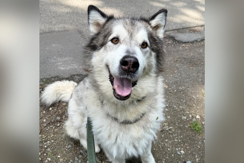 Malamute-Rüde Nemo ist nach sieben Jahren erfolgreicher Vermittlung wieder im Tierheim Köln-Dellbrück gelandet.