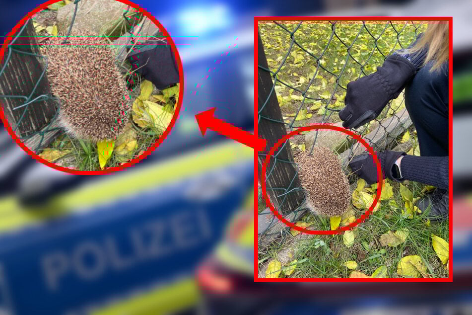 Polizeibeamte werden für kleinen Igel zum Retter in der Not