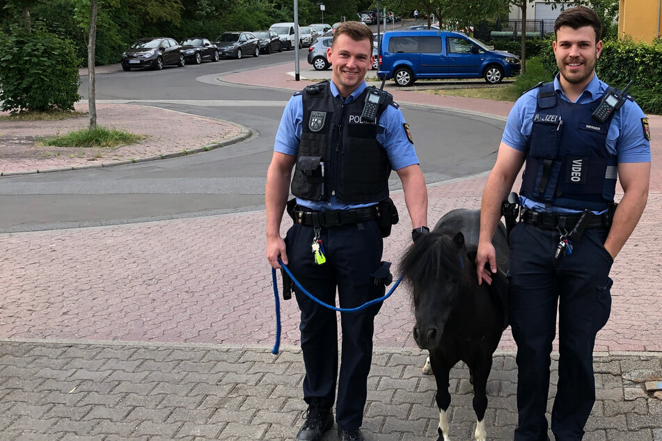 Mainzer Polizisten nehmen entlaufenes Pony mit auf die Wache