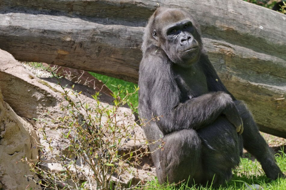 Gorilla-Weibchen Lena ist eingeschläfert worden. (Archivbild)