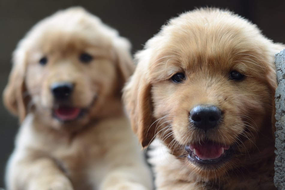 Fünf junge Golden Retriever wurde bei einer Grenzkontrolle ohne Papiere entdeckt. (Symbolfoto)