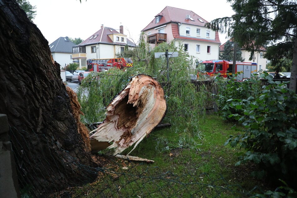 Der dicke Ast einer Weide krachte am Mittwochabend in Leubnitz-Neuostra auf mehrere Autos. Dabei wurde auch eine Frau (41) getroffen.