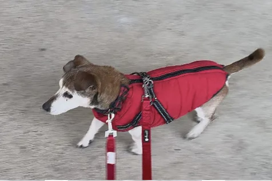 Malý pes stále miluje klidné procházky.