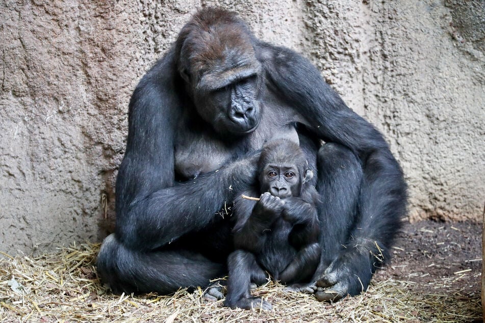 Gorilladame Kibara, hier 2018 mit einem ihrer Jungen, ist im April mit 21 Jahren gestorben.