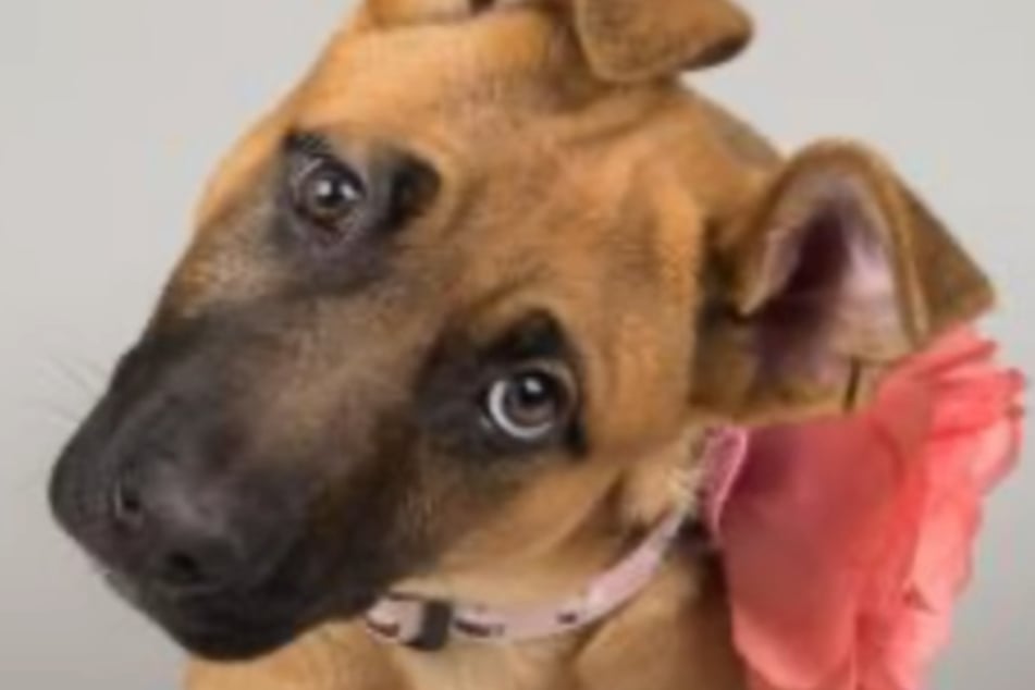 So sah Delilah als Welpe aus, als sie erstmals im Tierheim saß.