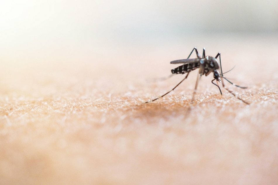Mücken profitieren von der aktuellen Wetterlage. Vor allem die sogenannten "Überschwemmungsmücken".