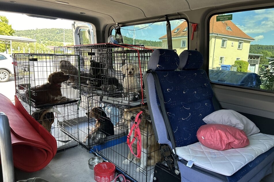 Sieben Hunde wurden in Käfigen in einem Transporter nach Deutschland gebracht. Hier müssen sie nun alle in Quarantäne.