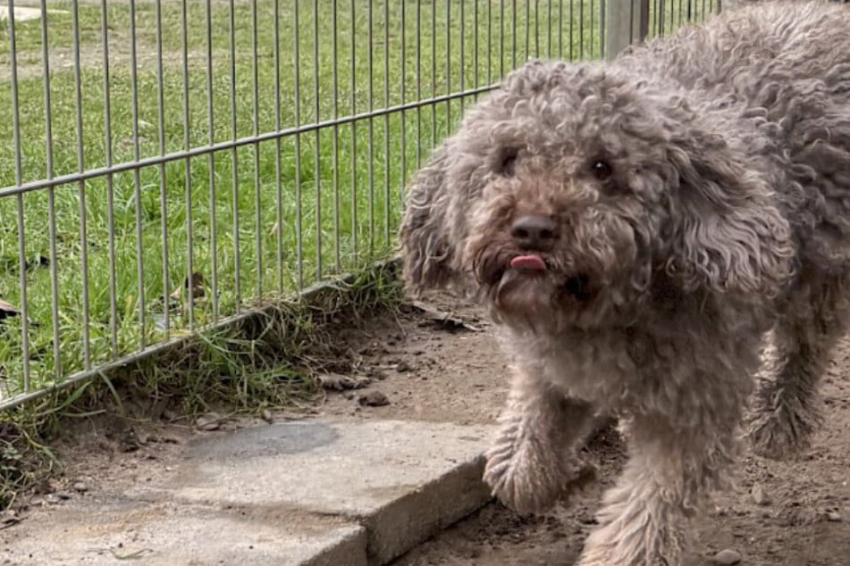 Niedlicher Lockenschopf sucht neue Besitzer: Hund Julien ist jung und agil