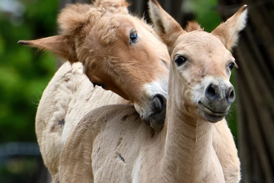 Das Przewalskifohlen kam am 6. Juni zur Welt und macht seither das Gehege im Kölner Zoo unsicher.