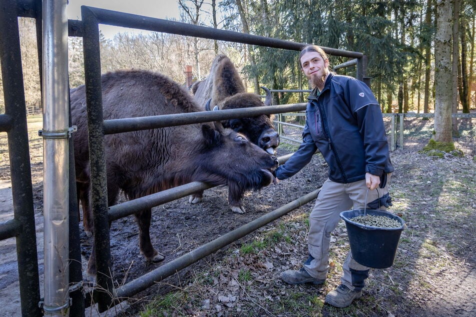 Chef-Tierpfleger Mathias Wagner (37) füttert Wisent-Dame Onia (10), die im Gehege im Wildgatter Oberrabenstein die Chefin ist.