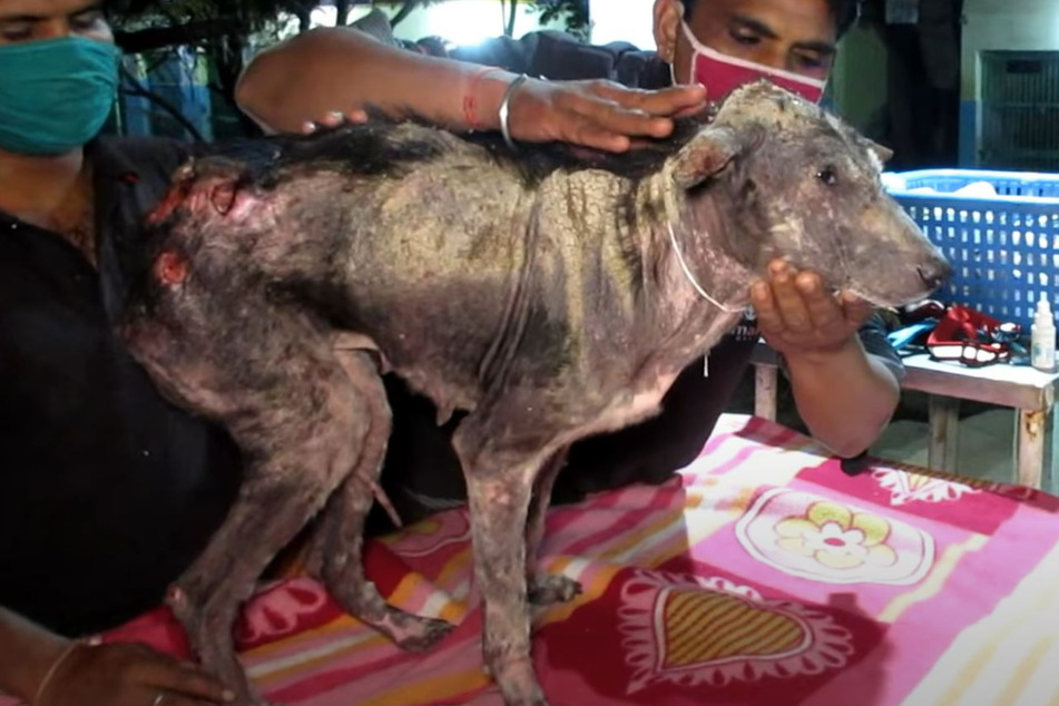 This dog was in agony when she was rescued.