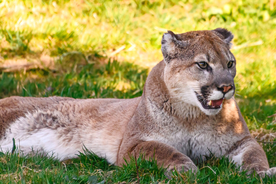 Mom swoops in to save her eight-year-old child as cougar attacks
