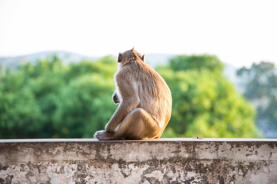 Schon wieder wurde eine ausgestorbene Menschenaffen-Gattung in Deutschland entdeckt!