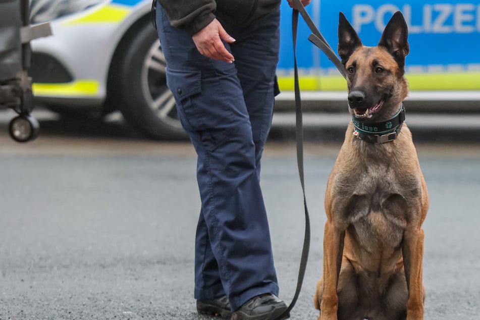 Mit Spürhunden gesucht: Fahrer flüchtet von Unfallort