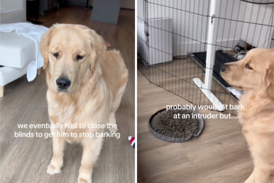 A golden retriever named Bear was barking like crazy at the window, but as his owners soon learned, his target wasn't exactly a threat!