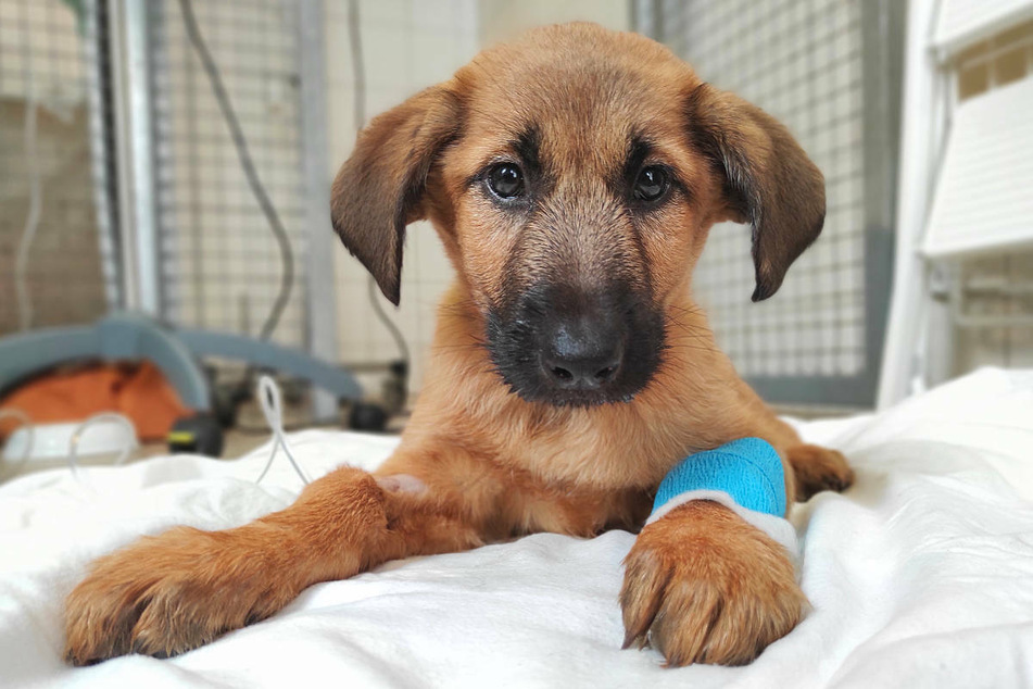 Lulu, ein Hundewelpe aus illegalem Welpenhandel, liegt auf einer Decke im Tierheim Berlin. Das Jungtier ist mittlerweile gestorben.