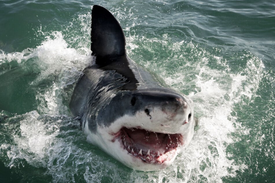 Diesmal soll kein Weißer Hai, wie hier zu sehen, sondern ein Weißspitzen-Hochseehai angegriffen haben (Symbolbild).