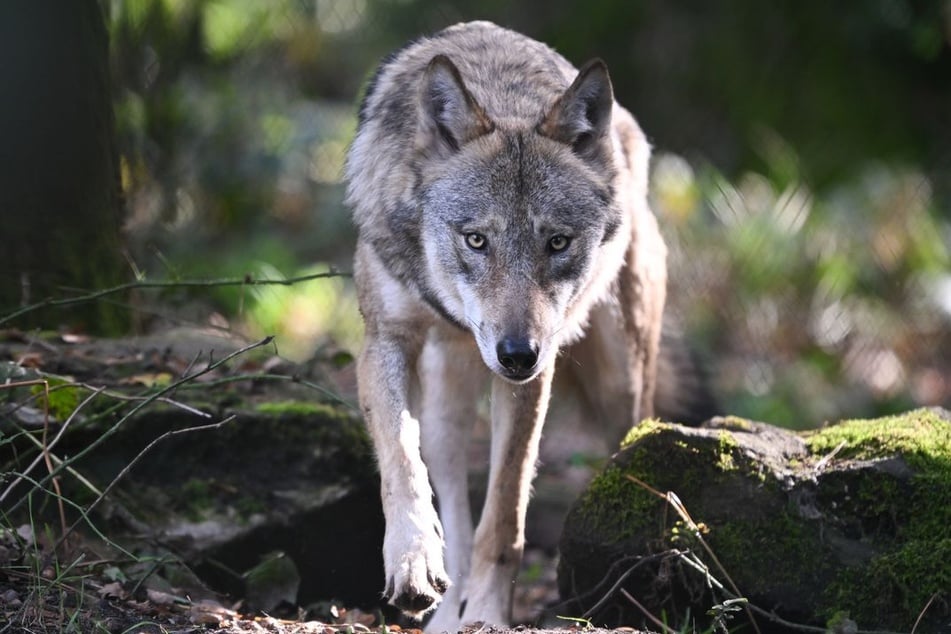 Um die Verbreitung der Wölfe in NRW genauer zu ergründen, soll jetzt der Kot der Tiere helfen. (Symbolfoto)