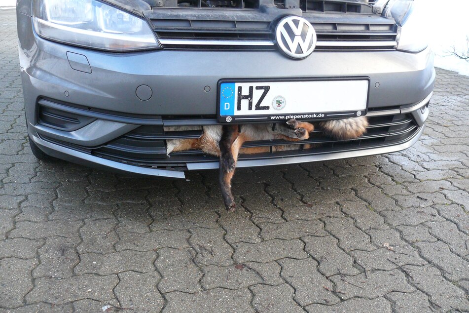 Fuchs wird von Autos erfasst und landet im Kühlergrill