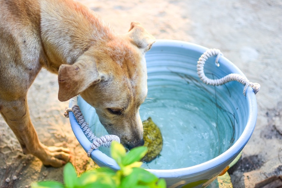 Stelle sicher, dass Dein Hund bei Hitze ausreichend Wasser zur Verfügung hat.