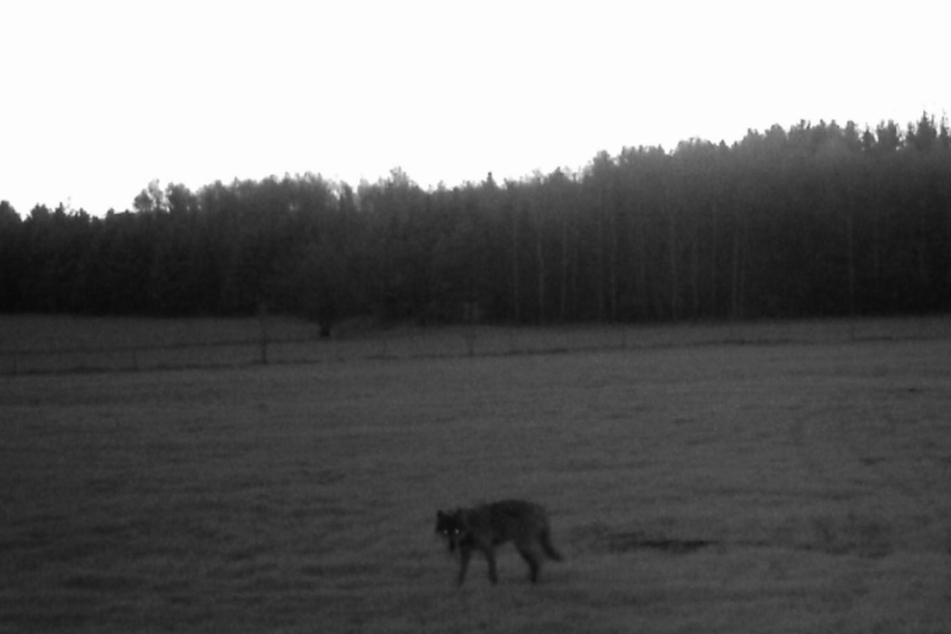 Dieser Wolf tappte am Dienstagmorgen früh in eine Wildkamera-Fotofalle. Er könnte zwei Alpakas bei Marienberg gerissen haben.
