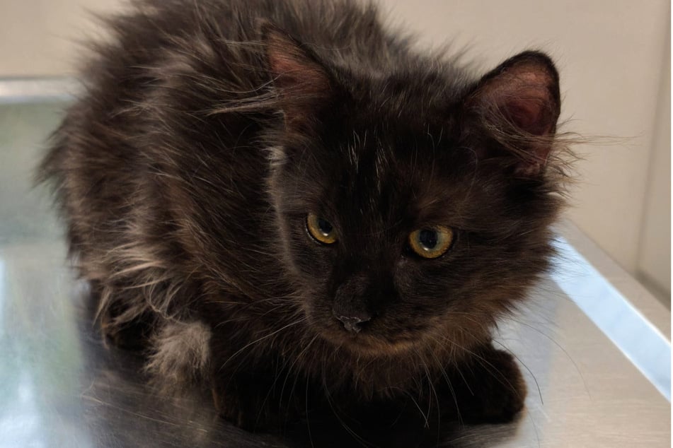 Der süße Kerl befindet sich schon seit Monaten in Therapie.