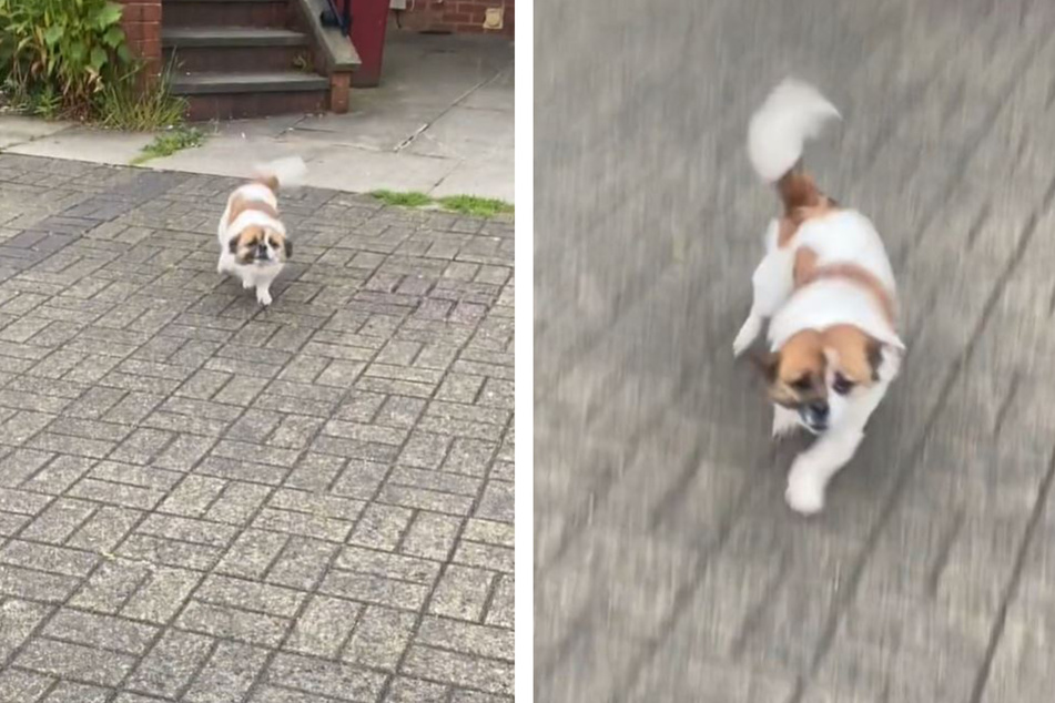 Als ginge es um Leben und Tod: Dottie sprintete wie verrückt zu ihrem Frauchen.