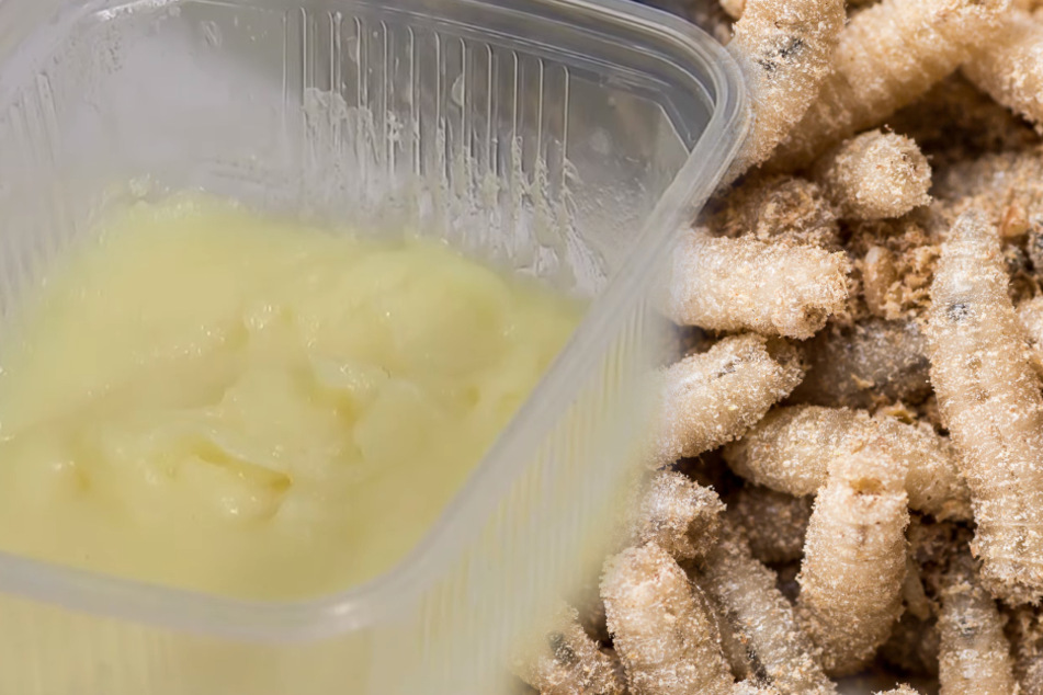 Nichts für Vegetarier: Larven-Butter bald auch in Eurem Kuchen?