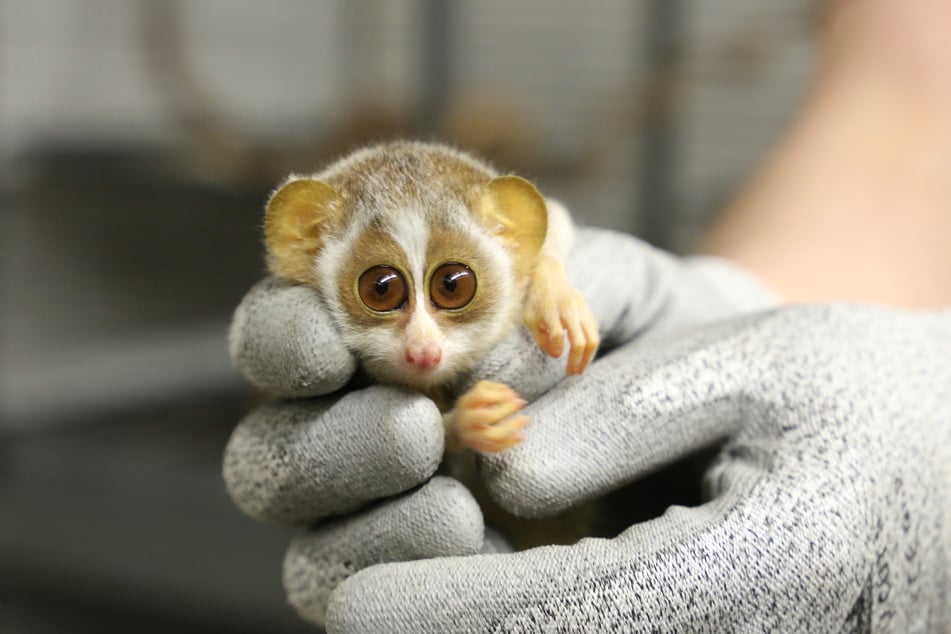 Das Schlanklori-Jungtier kam Ende Dezember im Berliner Zoo zur Welt.