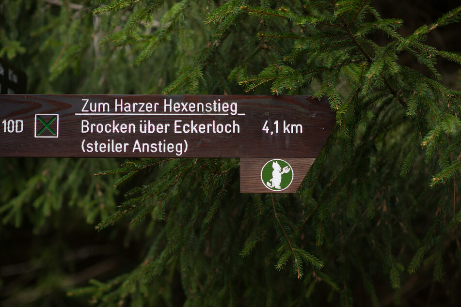 Der Wanderer wurde bei einem Familienausflug am Harzer Hexenstieg von einem umstürzenden Baum verletzt. (Symbolbild)