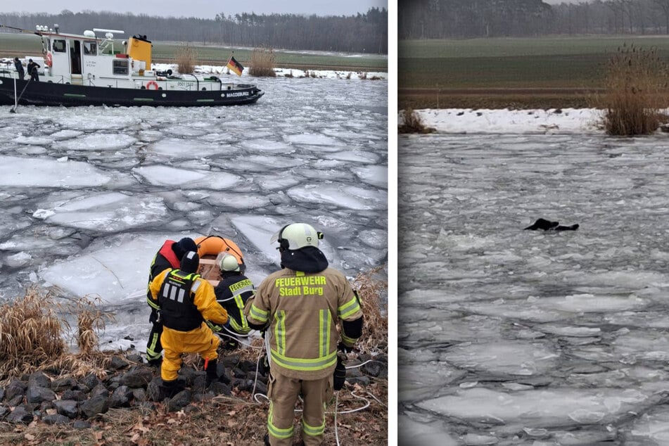 Die freiwillige Feuerwehr musste Wildschweine aus dem Elbe-Havel-Kanal retten.