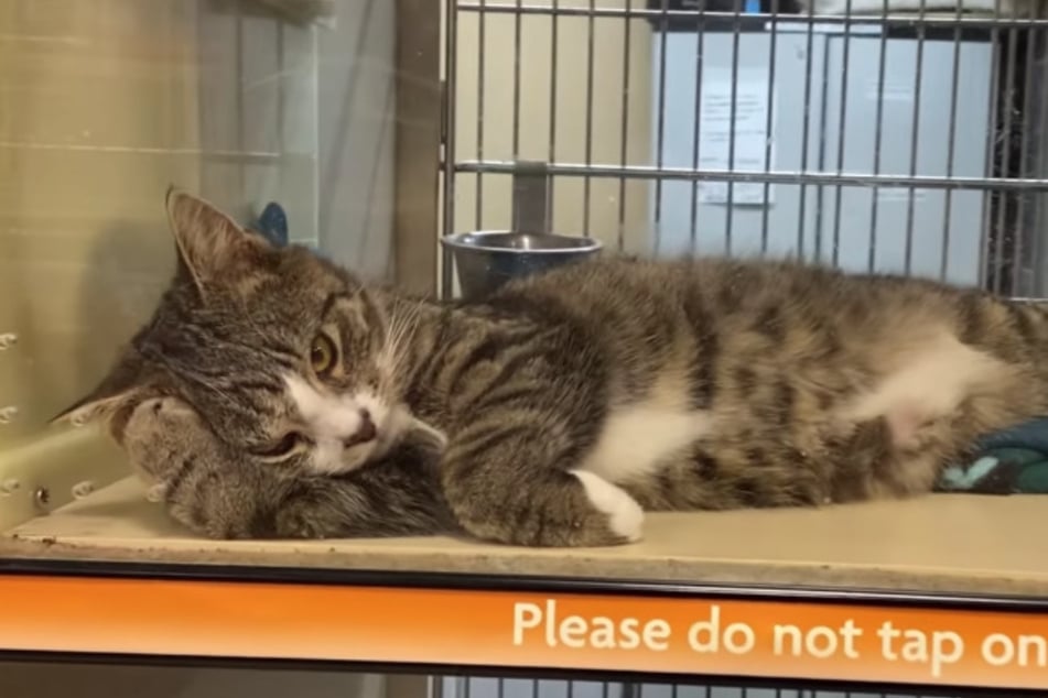 Otie looked very depressed in his cage at the animal shelter.