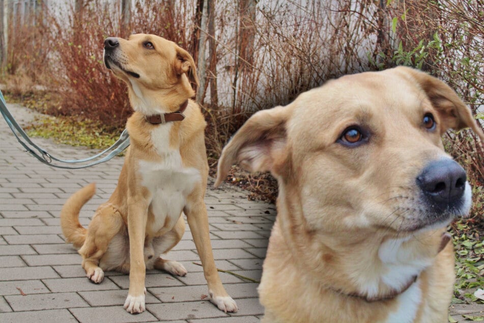 Mann lässt Hund einfach in Wohnung zurück und verschwindet