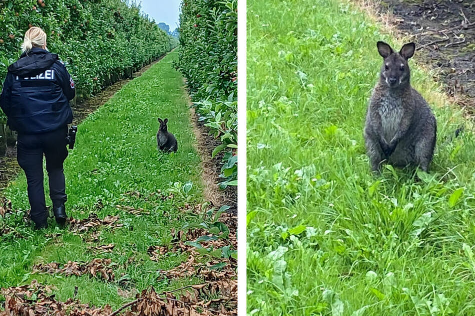 Der Polizei gelang es am Freitag das Bennett-Känguru einzufangen.