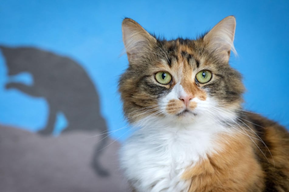 Vierbeiner wie Katze "Fleur" könnten durch das undichte Dach bald krank werden.