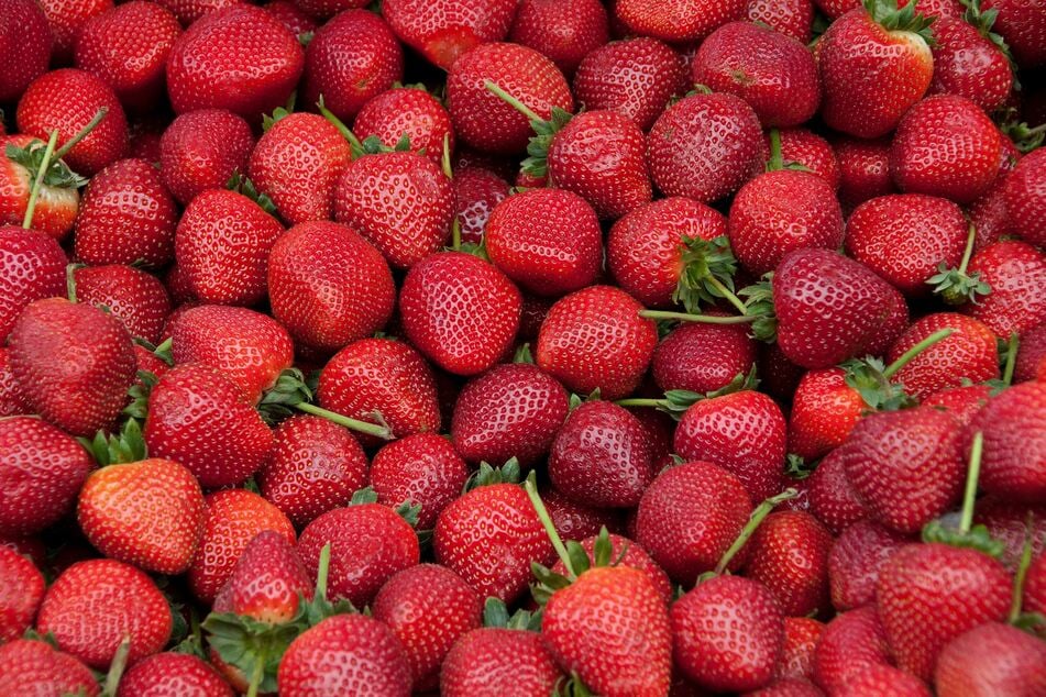 Leckere Erdbeeren kann man auf den Feldern des Hofs Löscher selbst pflücken. (Symbolbild)