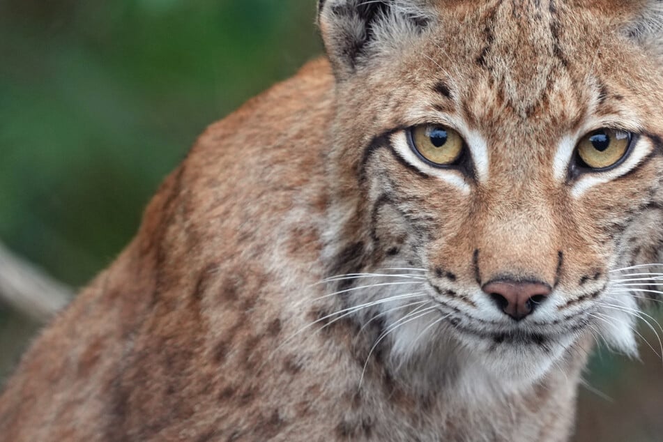 Abgemagert, dann aufgepäppelt: Luchs tot in der Natur gefunden